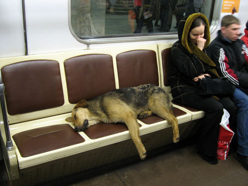 Собака в метро
